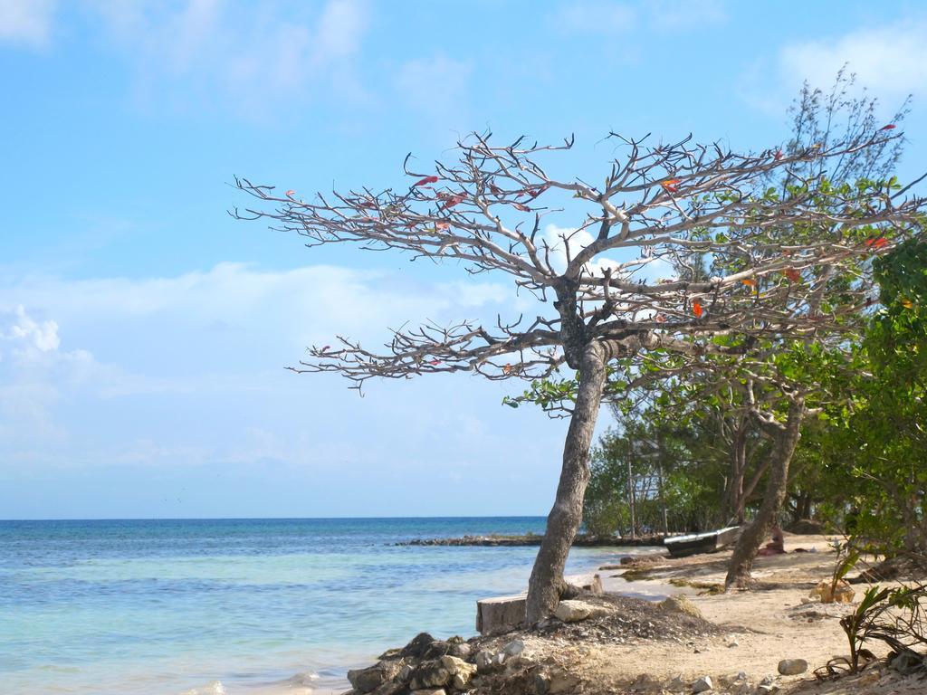 Coral View Beach Resort Utila Buitenkant foto